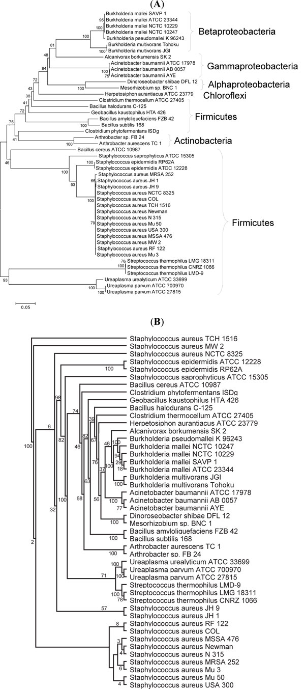 Ureaplasma Urease Genes have Undergone a Unique Evolutionary Process ...